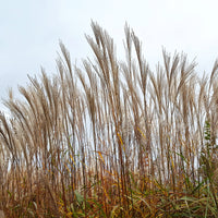 Chinaschilf ‘China’ - Miscanthus sinensis china - Bakker
