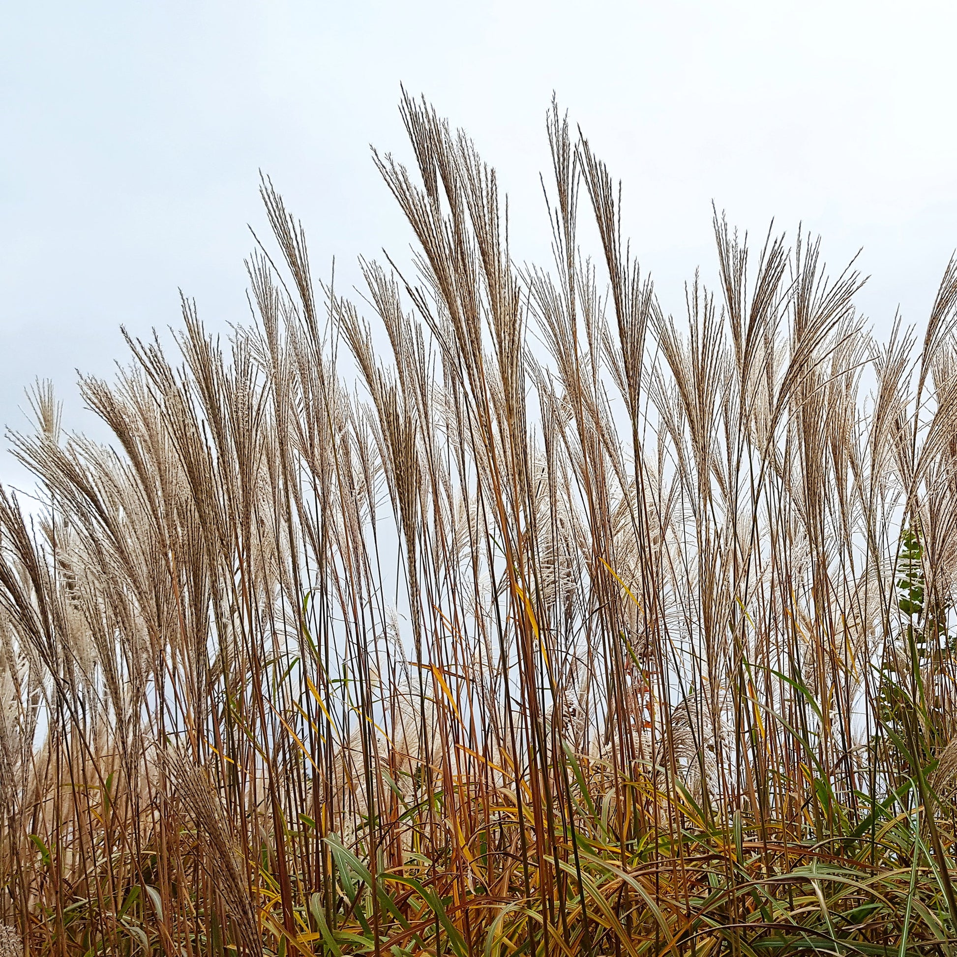Chinaschilf ‘China’ - Miscanthus sinensis china - Bakker
