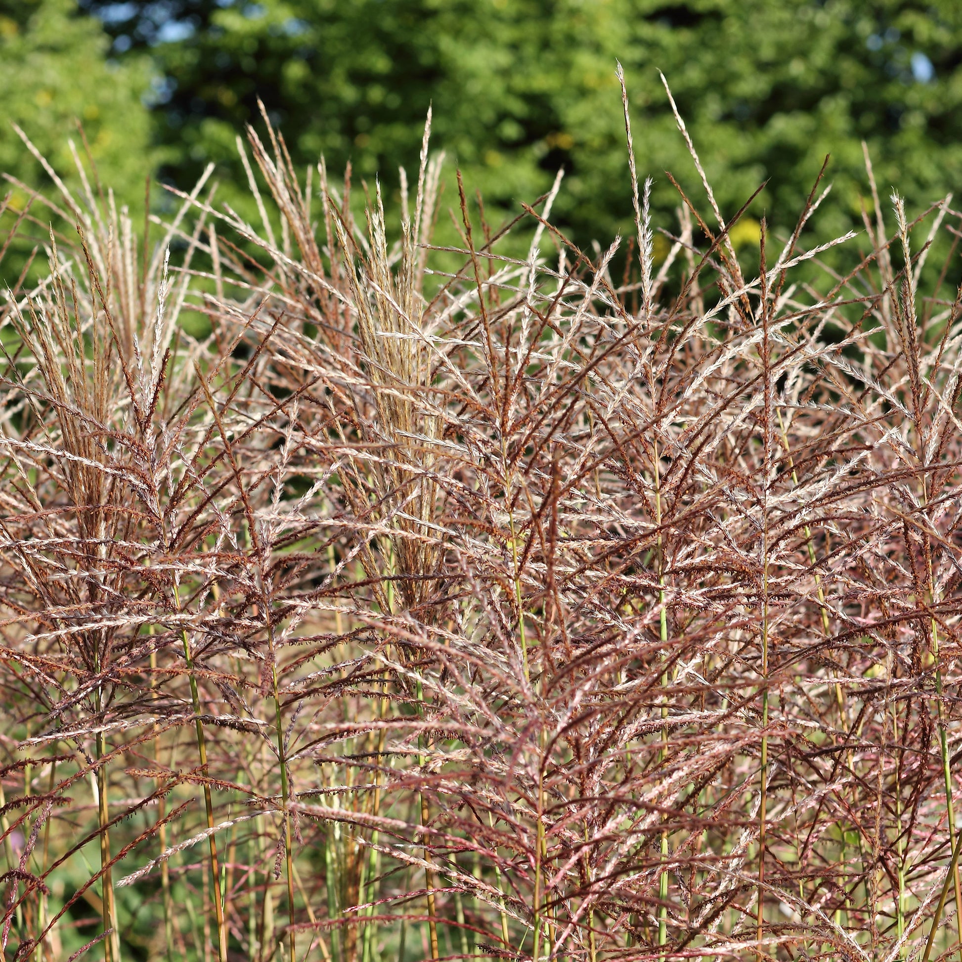 Miscanthus sinensis china - Chinaschilf ‘China’ - Miscanthus