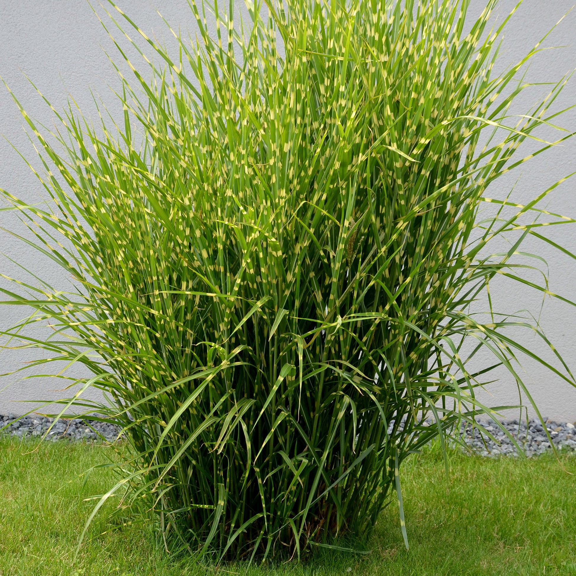 Chinaschilf Strictus - Miscanthus sinensis strictus - Bakker