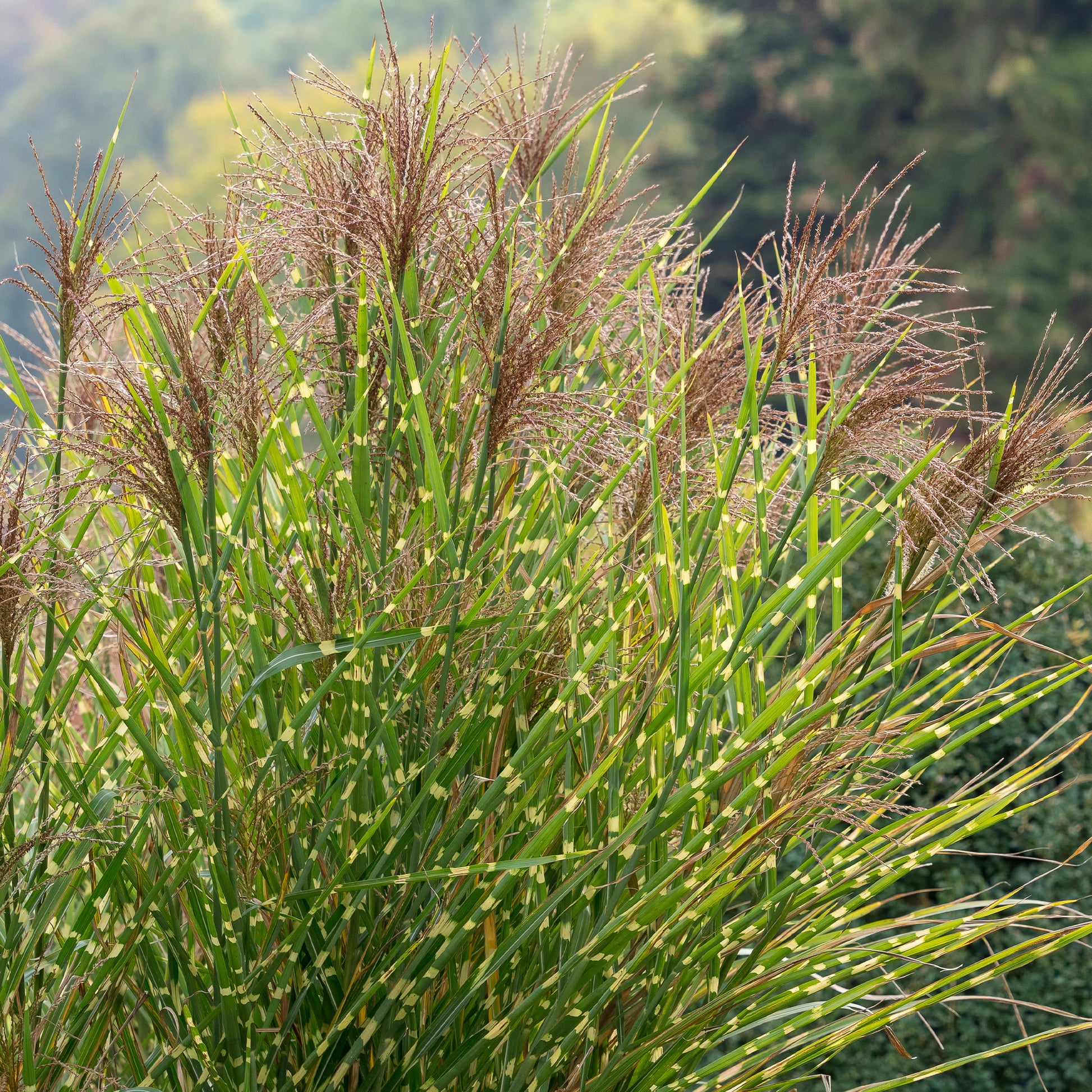 Miscanthus - Chinaschilf ‘Zebrinus’ - Miscanthus sinensis Zebrinus