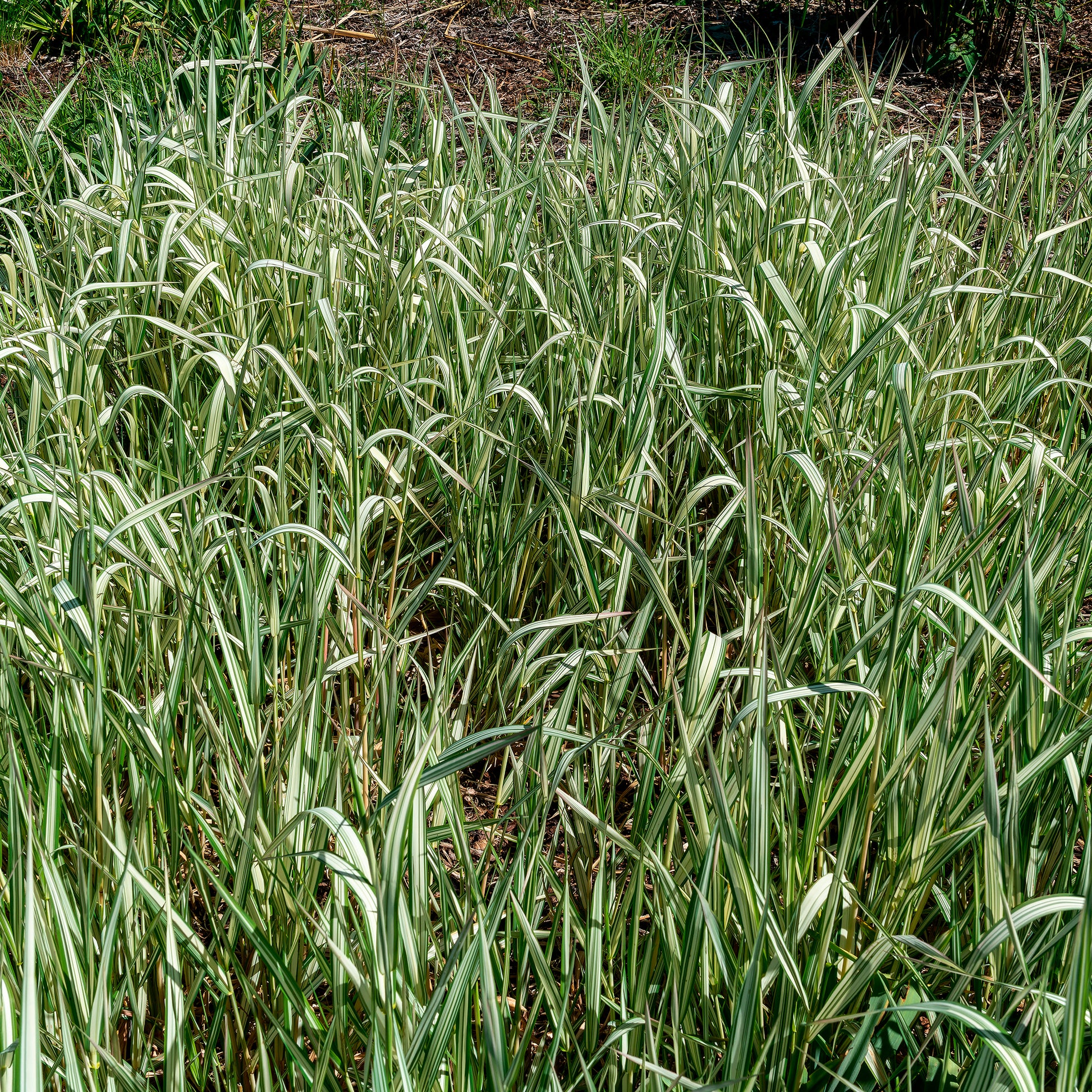 Rohrglanzgras Feesey - Phalaris arundinacea Feesey - Bakker