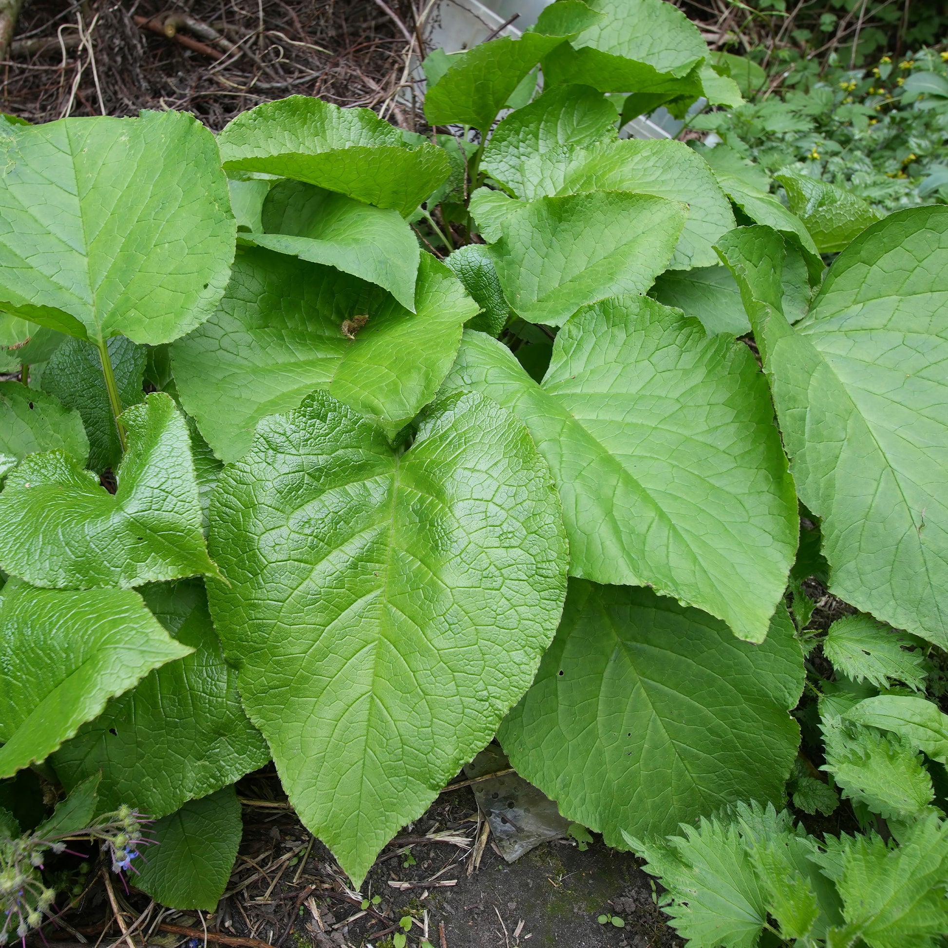 Orientalischer Rauling - Trachystemon orientalis - Bakker