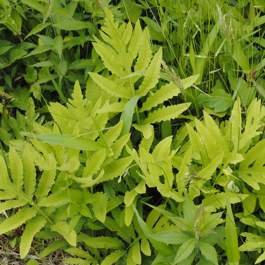 Perlfarn (Onoclea sensibilis) - Bakker