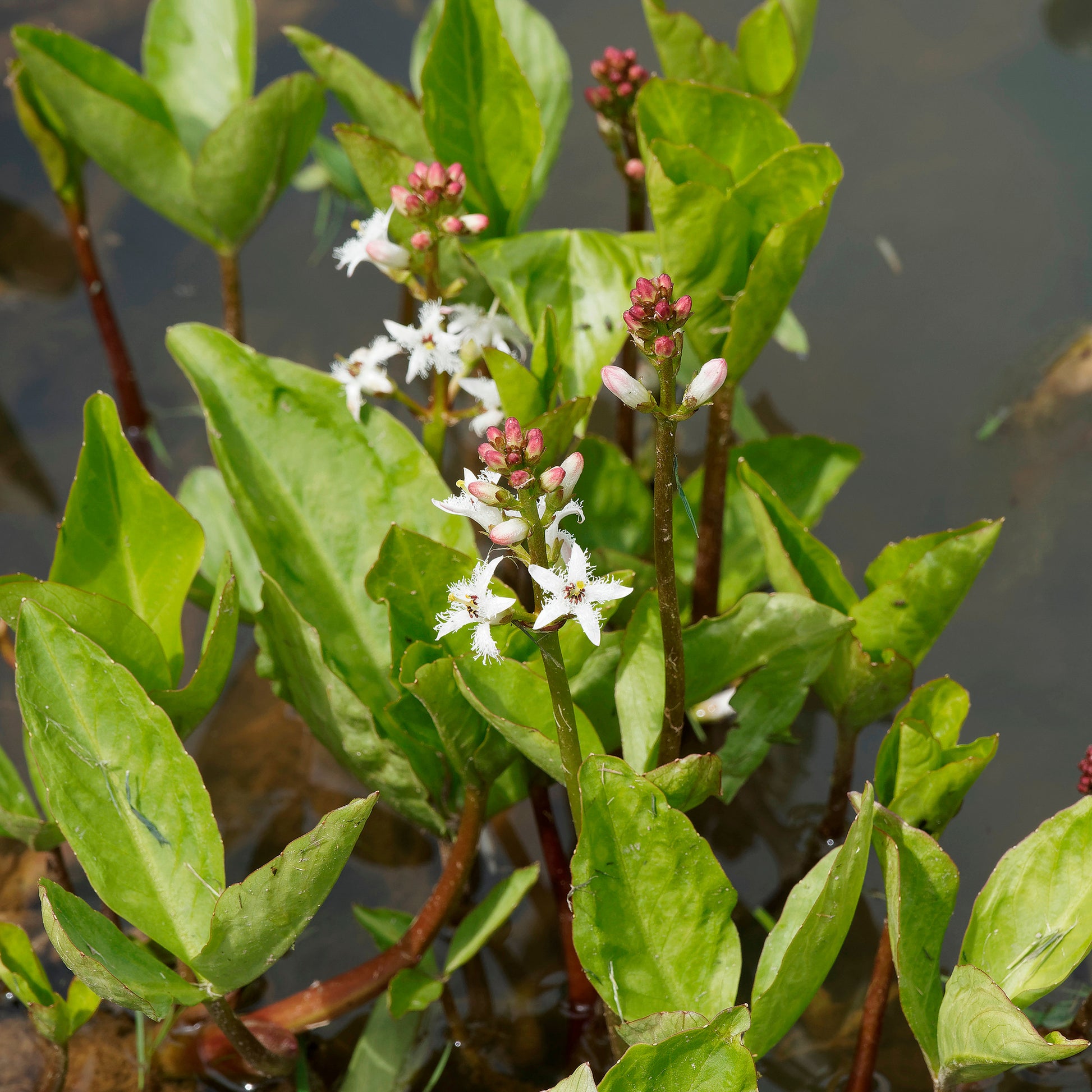 Fieberklee - Menyanthes trifoliata - Bakker