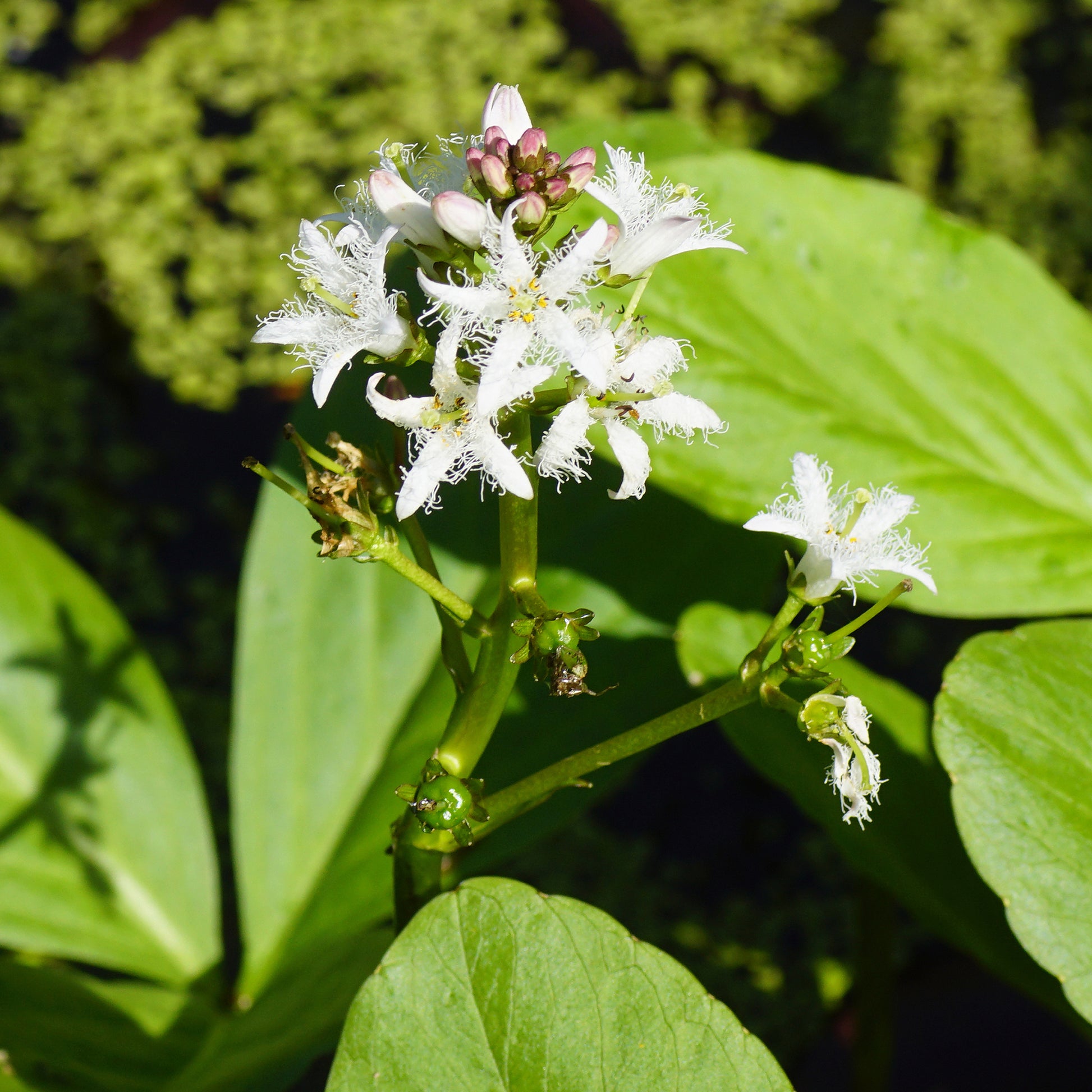 Wasserpflanzen - Fieberklee - Menyanthes trifoliata