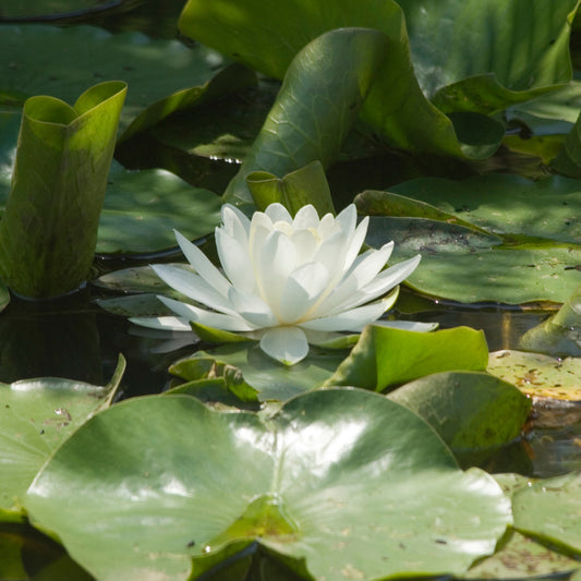 Weiße Seerose - Bakker
