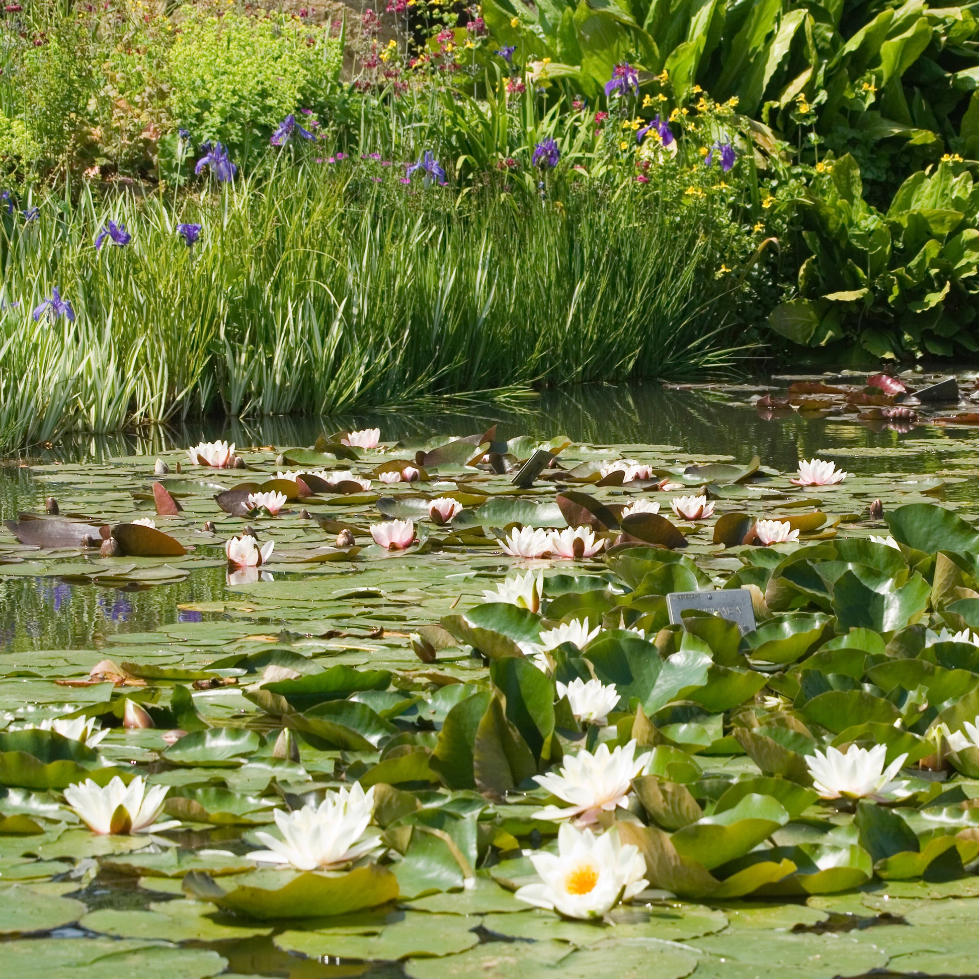 Nymphaea alba - Weiße Seerose - Seerosen