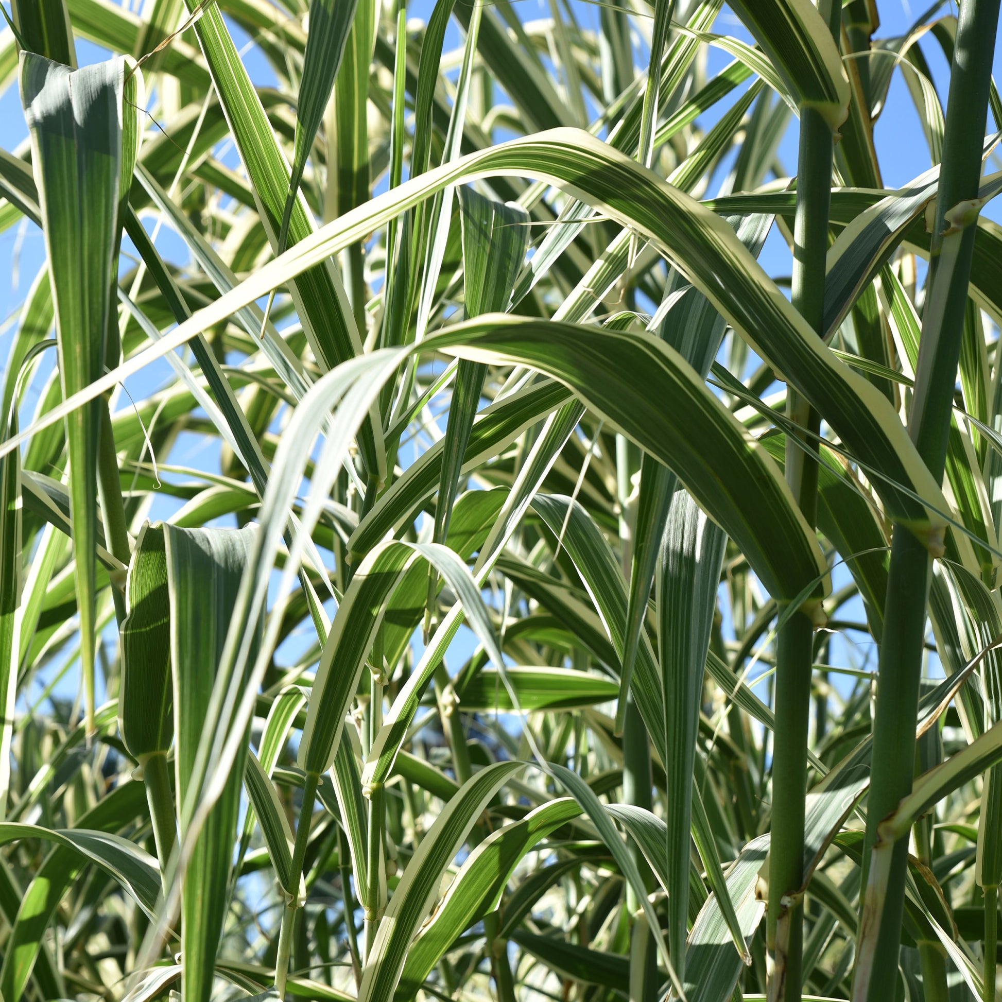 Gelbbuntes Schilf - Phragmites australis variegatus - Bakker