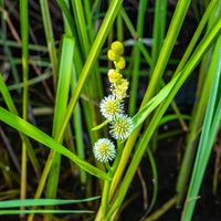 Sparganium erectum - Igelkolben - Wasserpflanzen