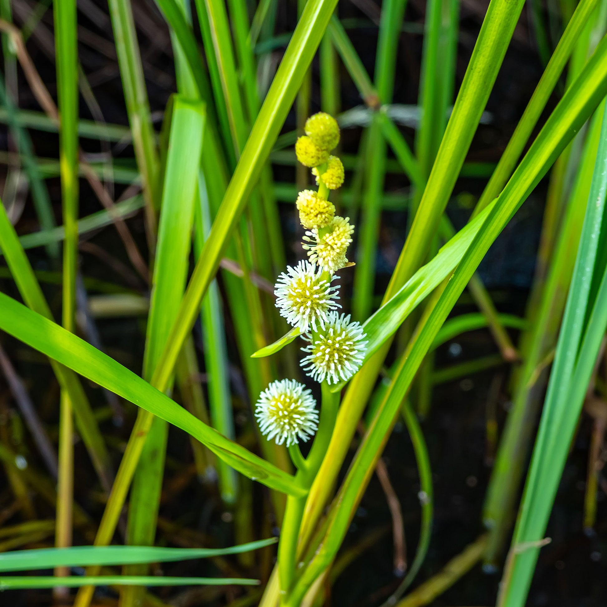 Sparganium erectum - Igelkolben - Wasserpflanzen