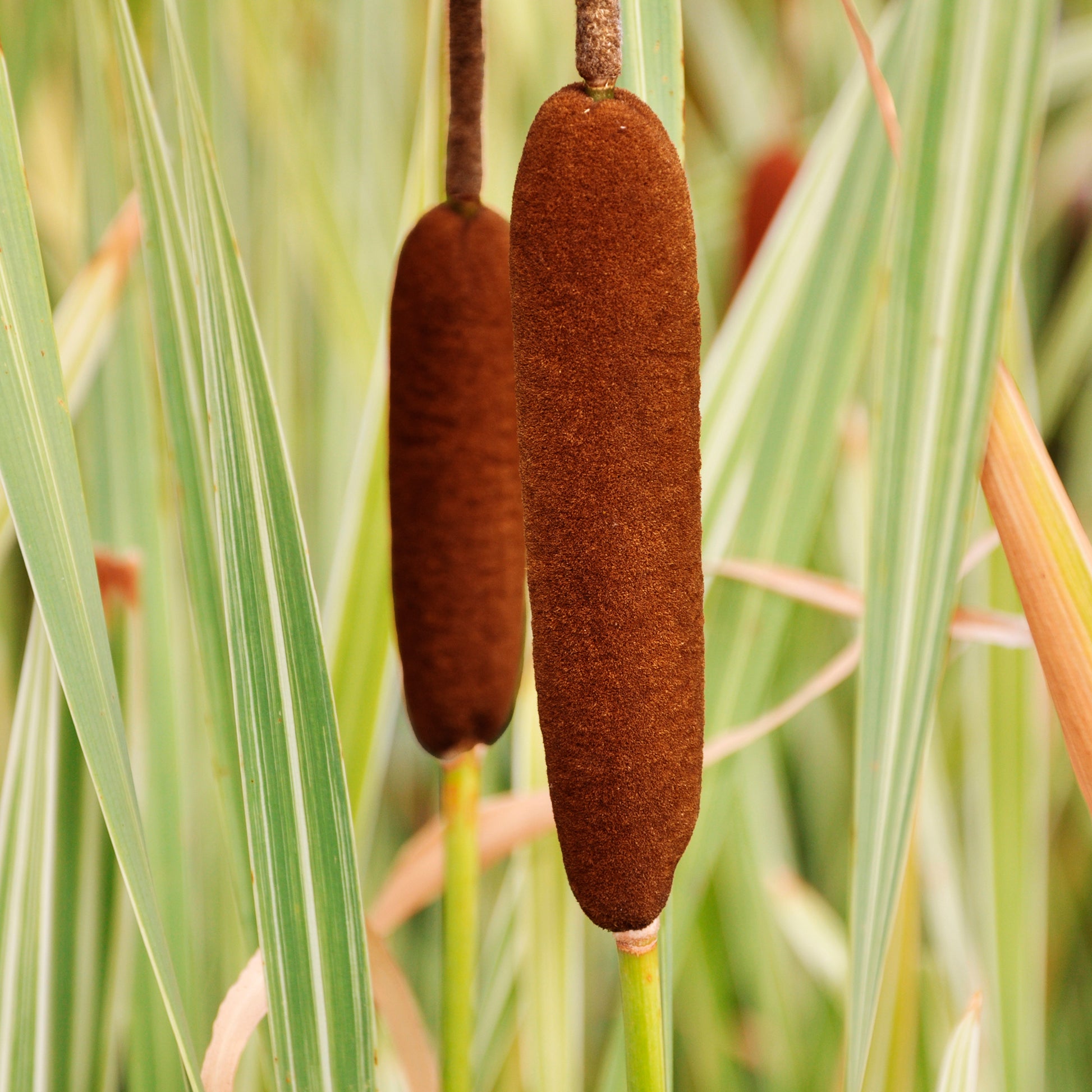 Schilfe - Rohrkolben Variegata - Typha latifolia variegata