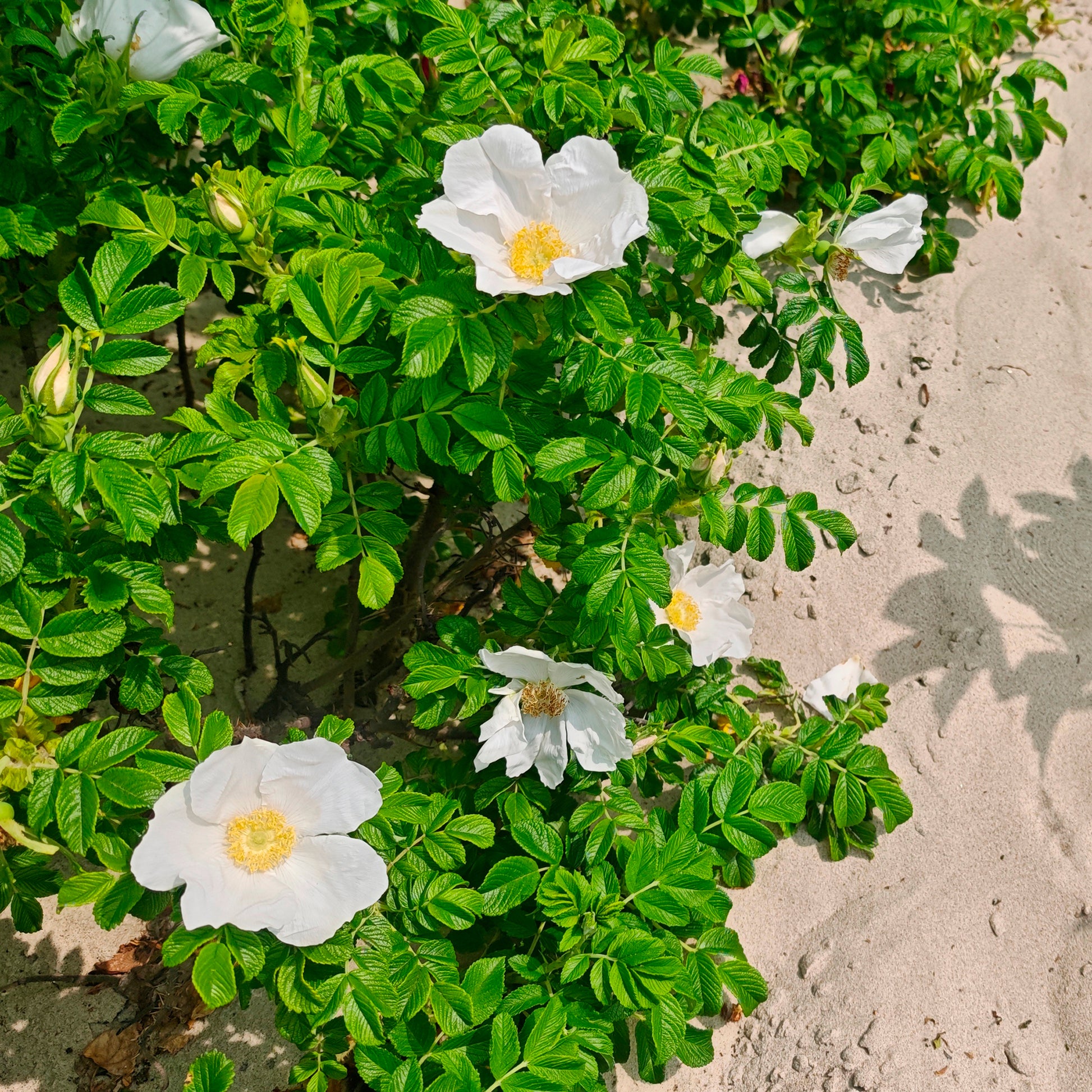 Weiße Apfelrose Alba - Rosa rugosa alba - Bakker