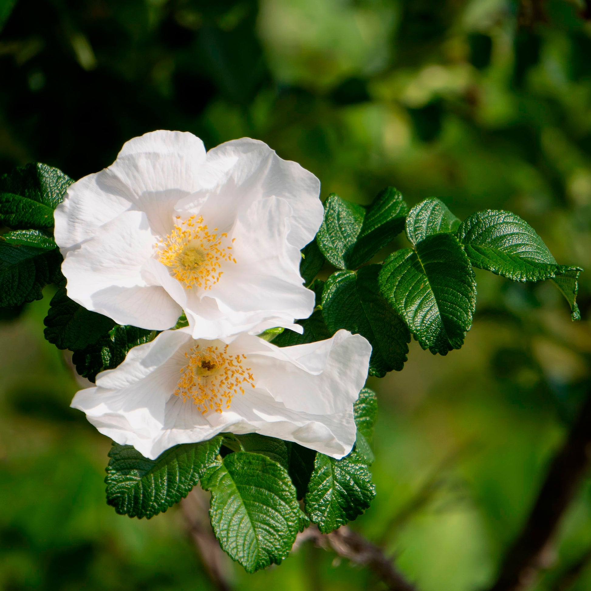 Rosa rugosa alba - Weiße Apfelrose Alba - Rosen