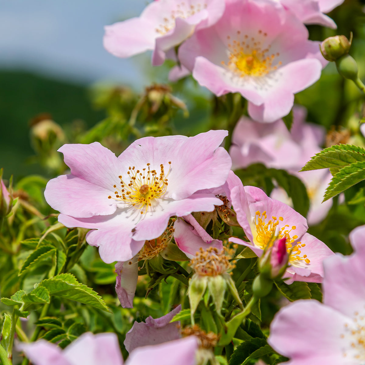 Hundsrose - Rosa canina - Bakker