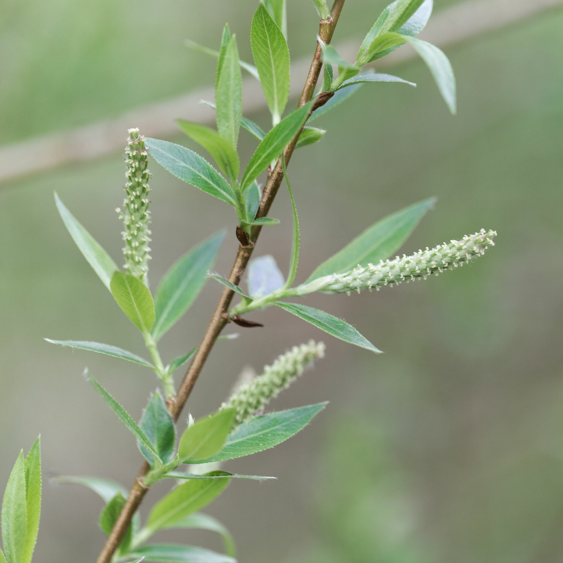 Braune Weide (Salix triandra) - Salix triandra - Bakker
