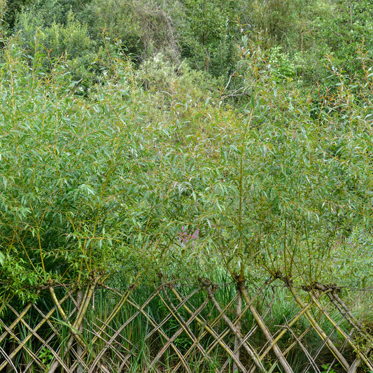 Braune Weide (Salix triandra) - Bakker