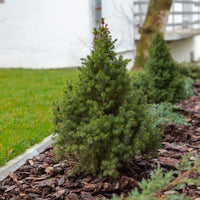 Picea glauca Conica - Zuckerhut-Fichte - Nadelbäume