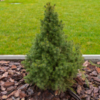 Zuckerhut-Fichte - Picea glauca Conica - Bakker