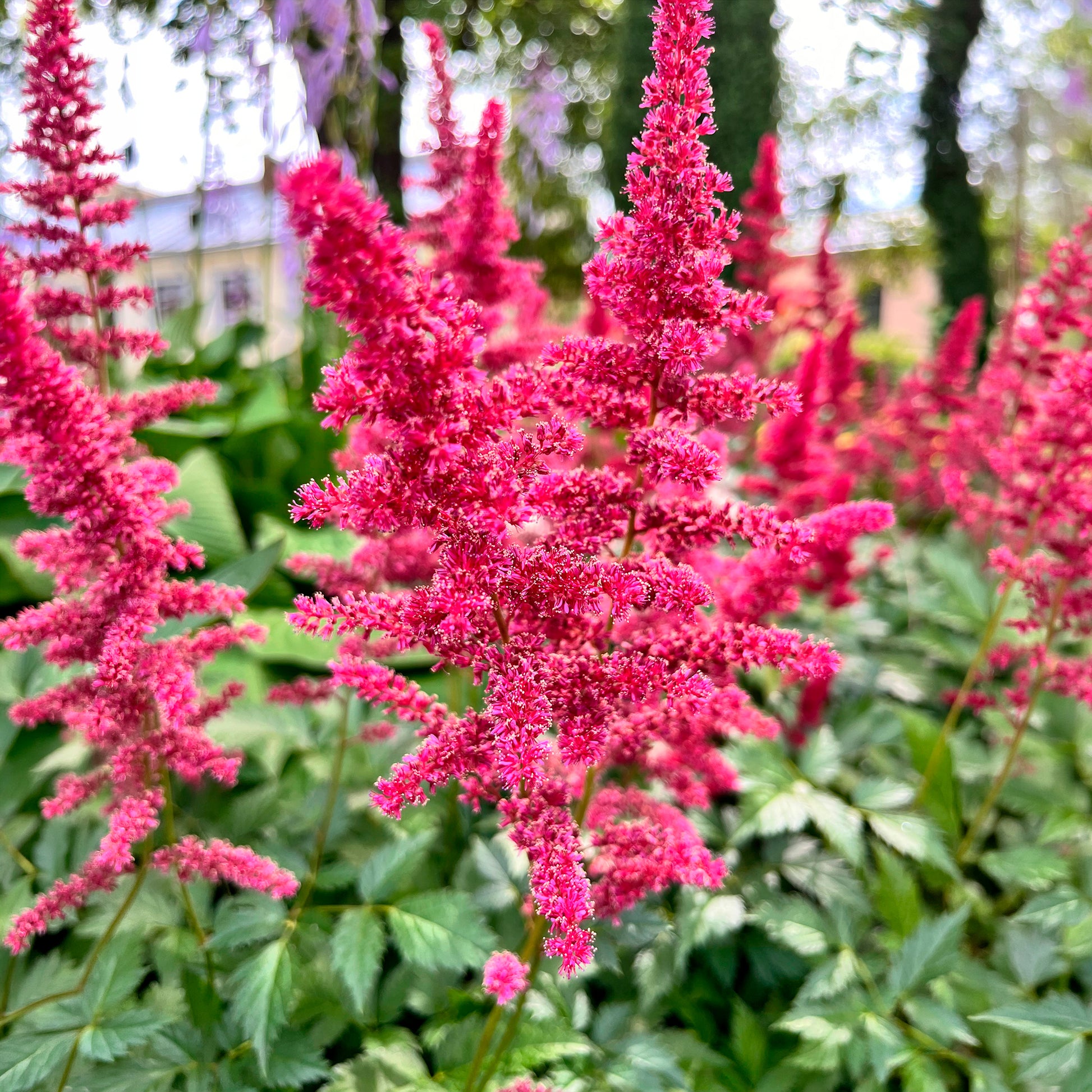 Arends Prachtspiere Fanal - Astilbe arendsii Fanal - Bakker