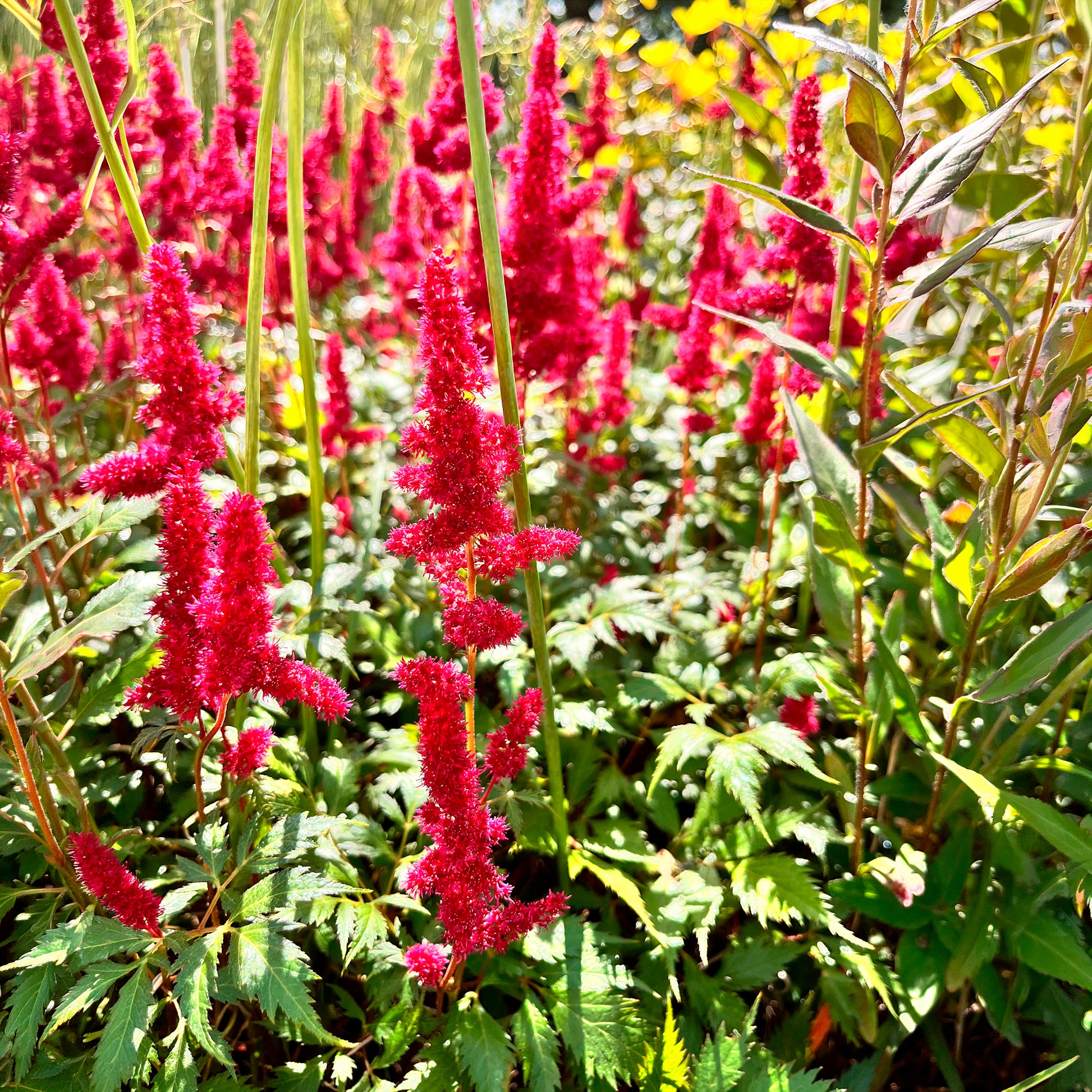 Astilbe arendsii Fanal - Arends Prachtspiere Fanal - Astilbe - Prachtspiere