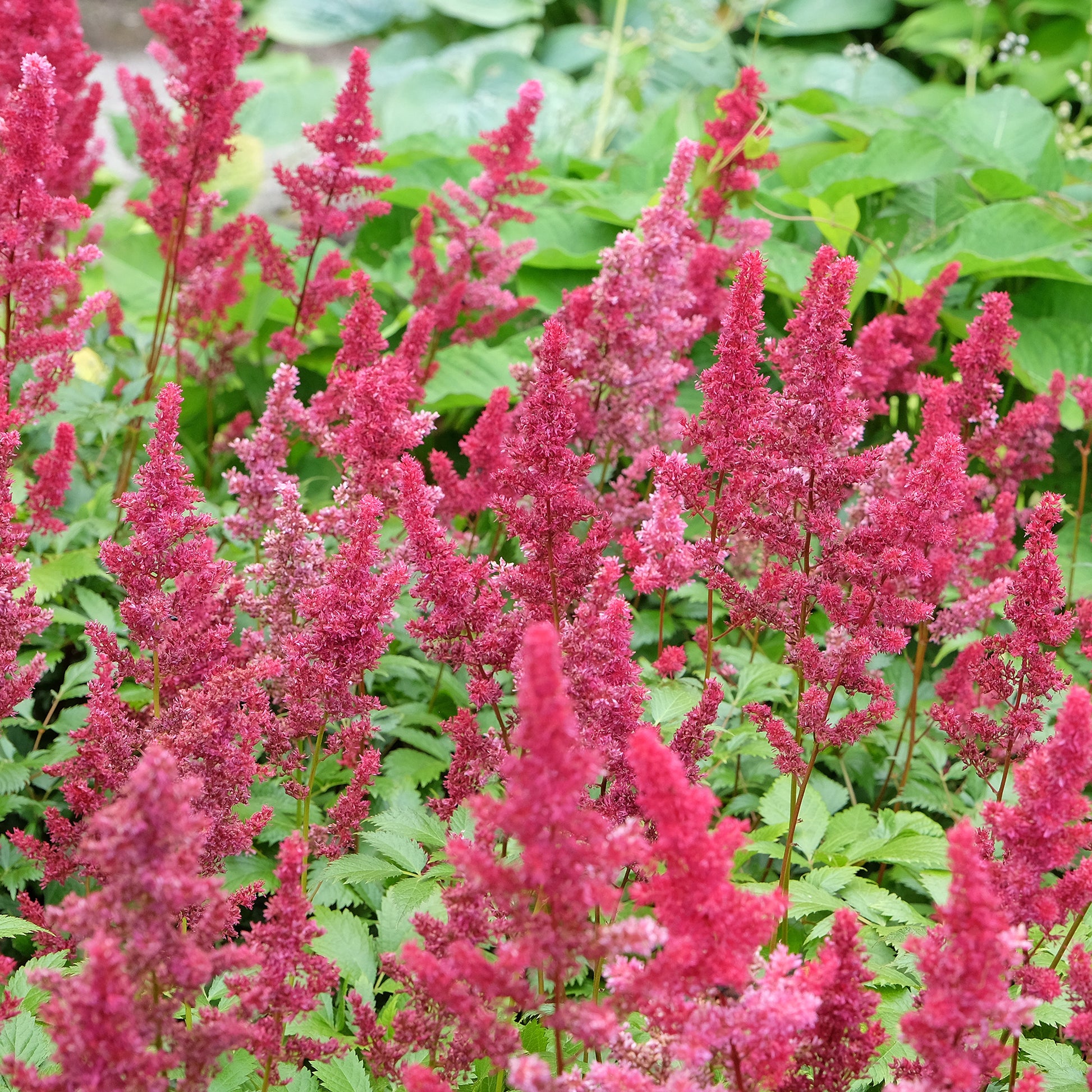 Astilbe - Prachtspiere - Arends Prachtspiere Fanal - Astilbe arendsii Fanal