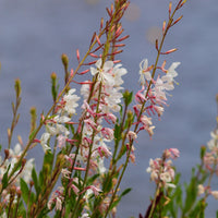 Gaura - Prachtkerze 'Corrie's Gold' - Gaura lindheimeri Corrie's Gold