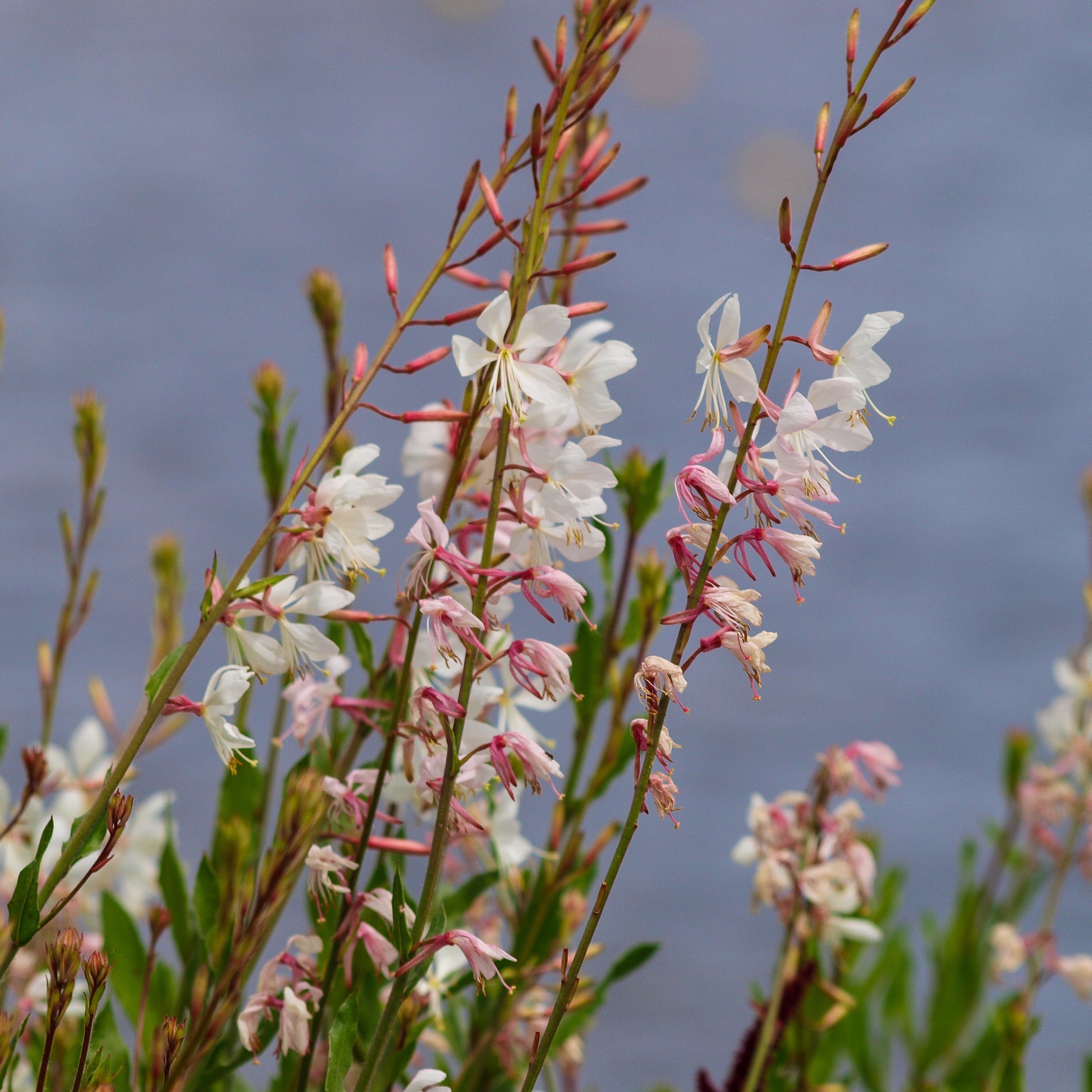 Gaura - Prachtkerze 'Corrie's Gold' - Gaura lindheimeri Corrie's Gold
