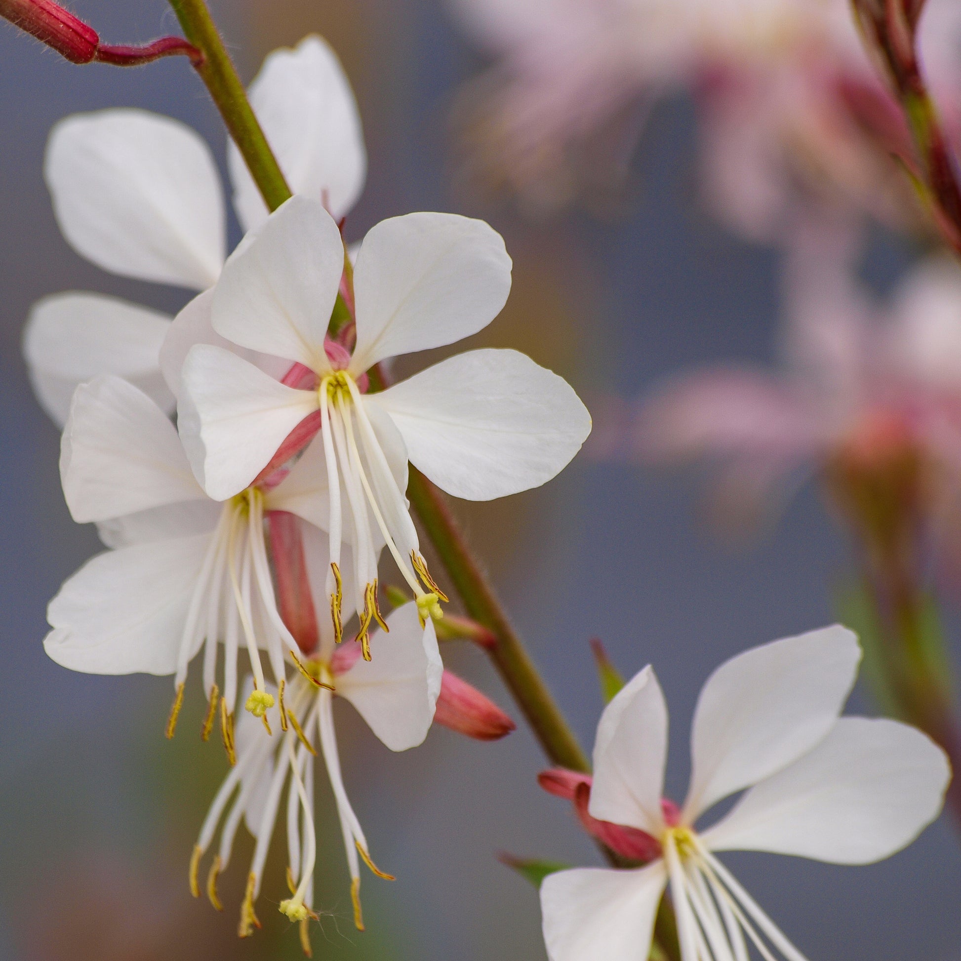 Verkauf Prachtkerze 'Corrie's Gold' - Gaura lindheimeri Corrie's Gold
