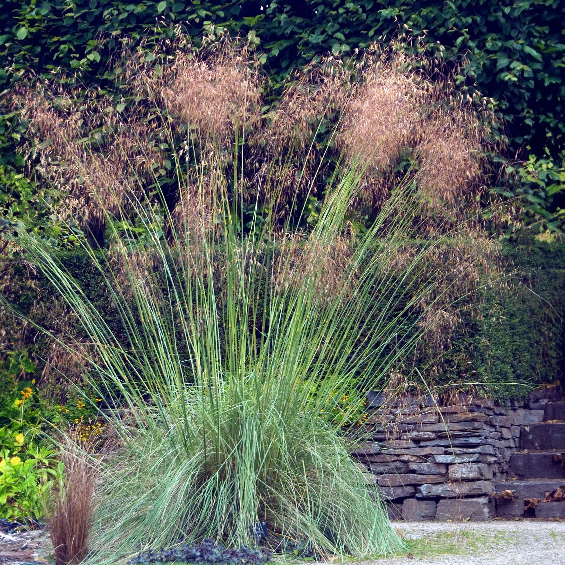 Riesen-Federgras (Stipa gigantea) - Stipa gigantea - Bakker