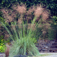 5 Stauden für ein naturnahes Beet - Stipa gigantea, Pennisetum alopecuroides,Rudbeckia fulgida,Achillea millefolium,Persicaria amplexicaulis  - Bakker
