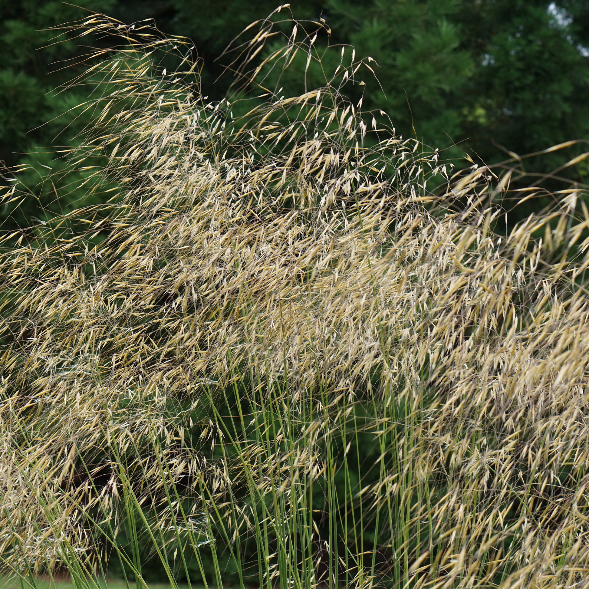 Riesen-Federgras (Stipa gigantea) - Bakker