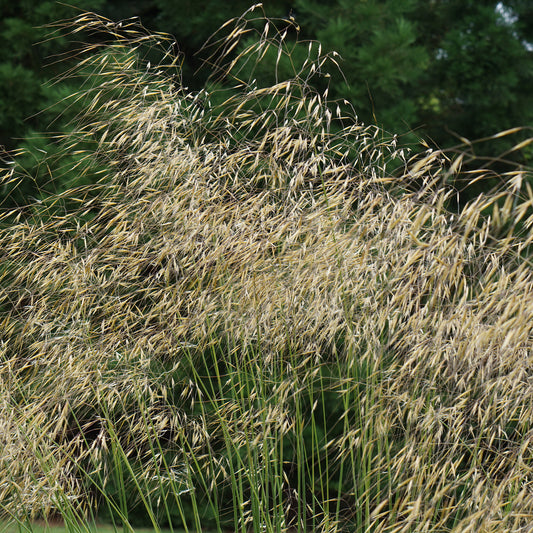 Riesen-Federgras (Stipa gigantea) - Bakker