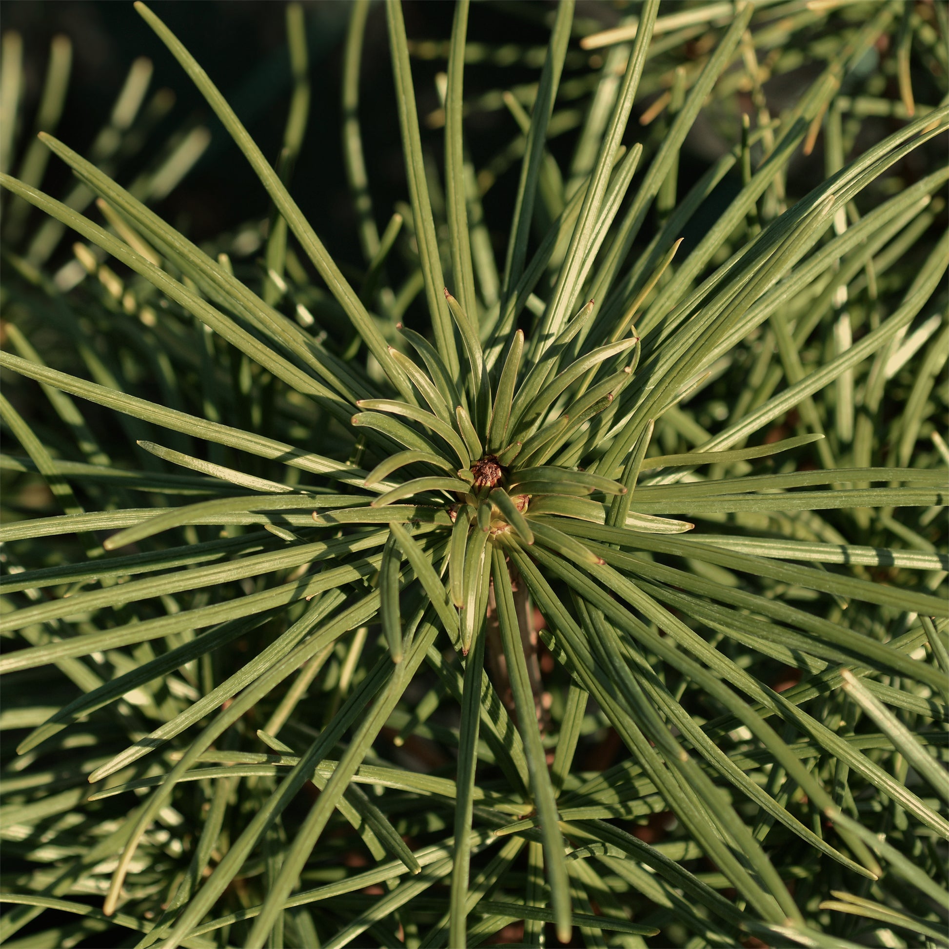 Verkauf Pinie - Pinus pinea
