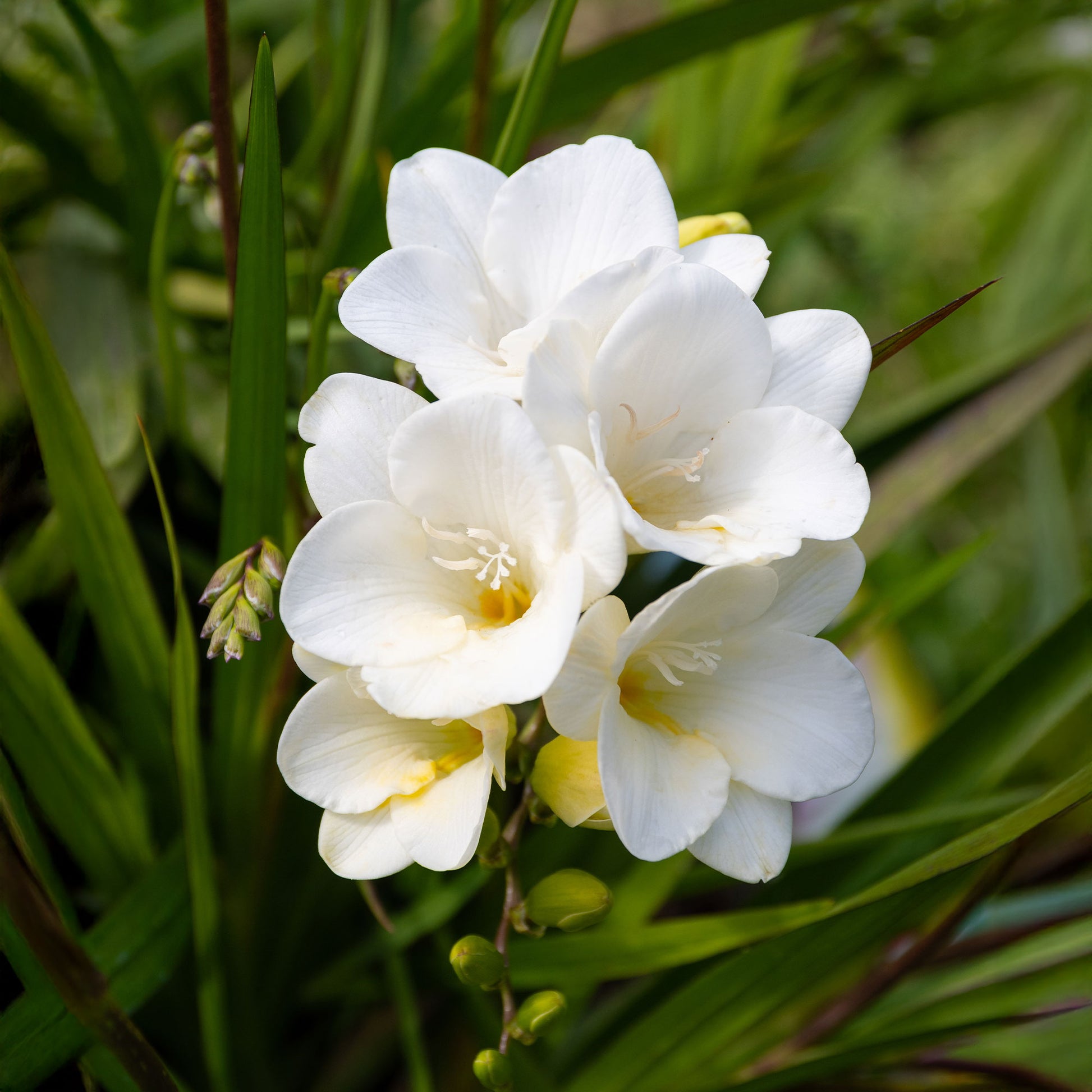 Freesia 'white' - Freesien Weiß (einfach) (x15) - Freesien-Zwiebeln