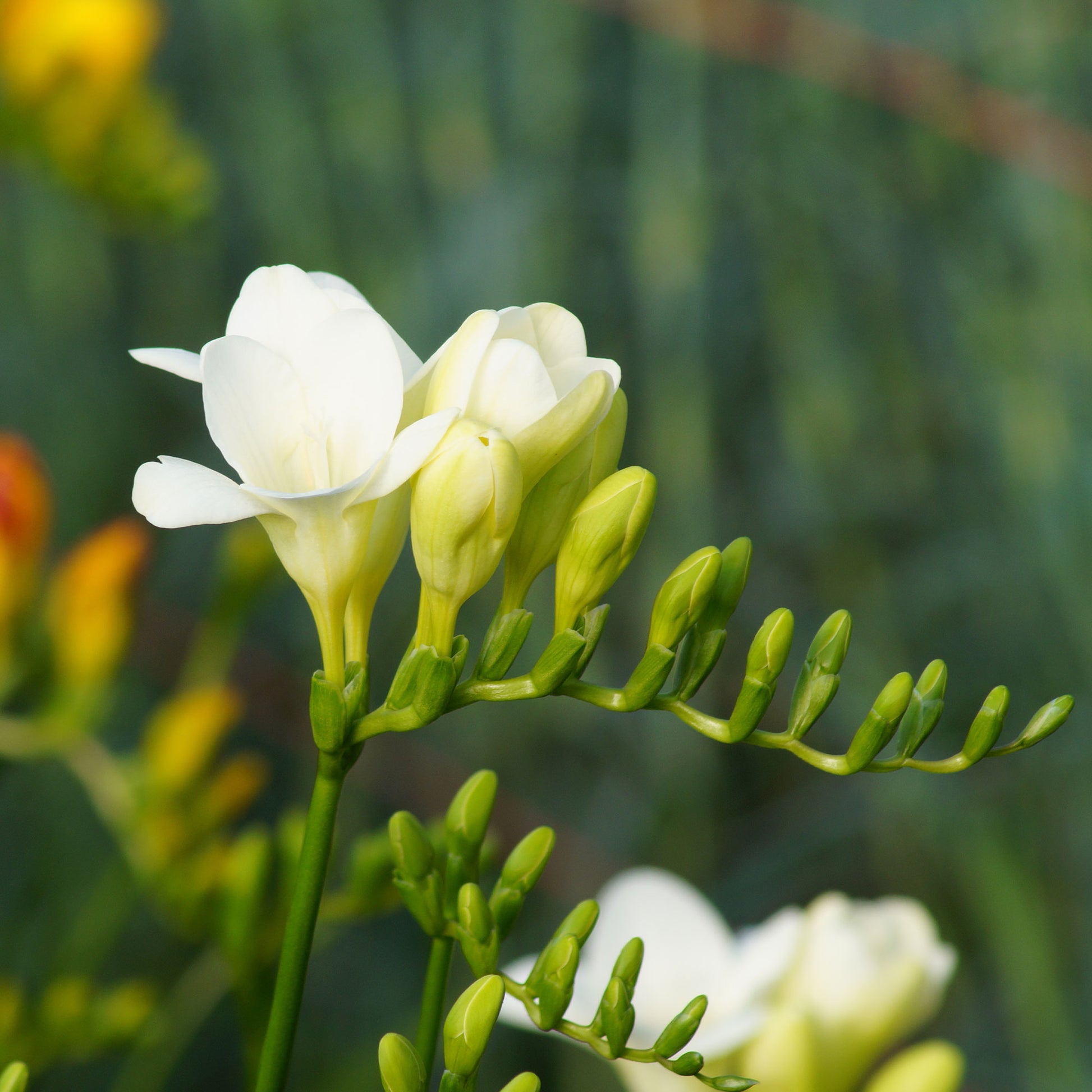 Freesien Weiß (einfach) (x15) - Freesia 'white' - Bakker