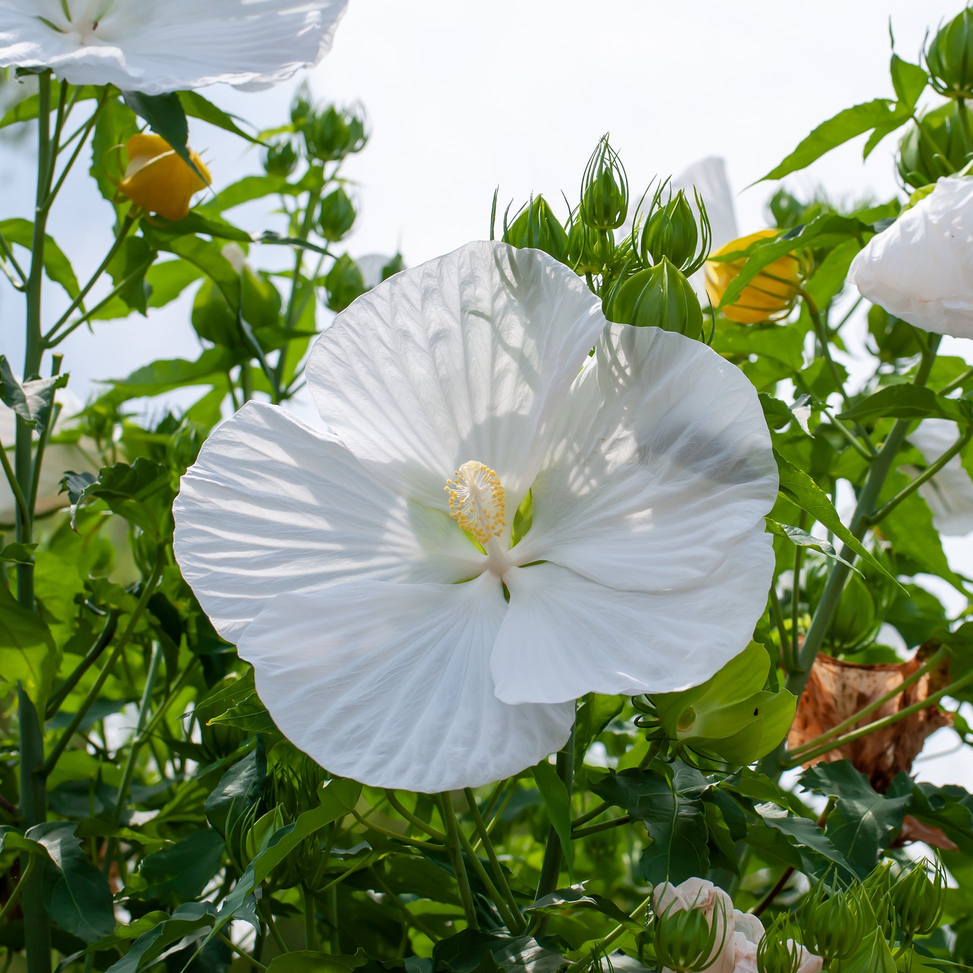 Sumpf-Eibisch Extreme Pure White - Hibiscus moscheutos extreme pure white ® (improved) - Bakker