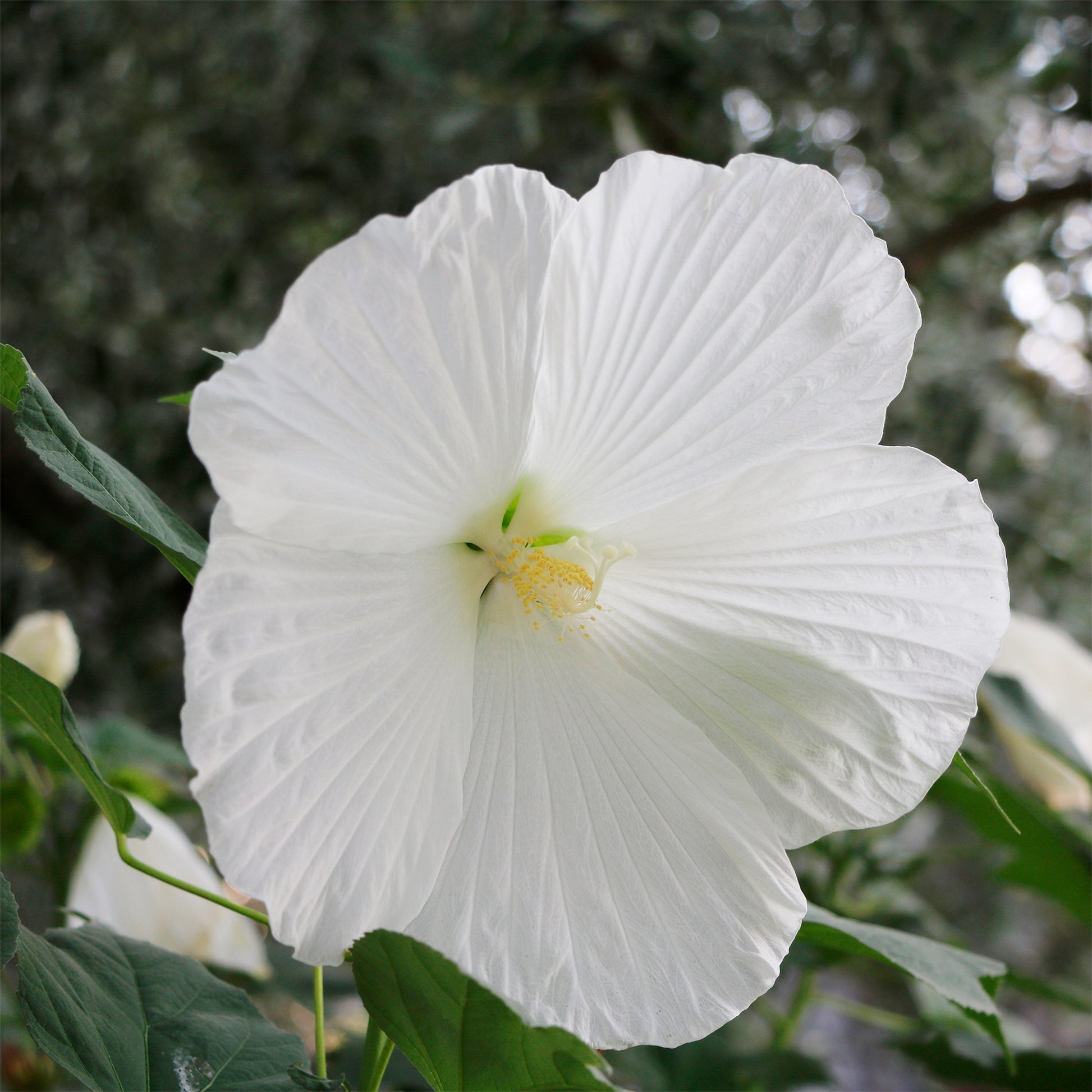 Hibiscus moscheutos extreme pure white ® (improved) - Sumpf-Eibisch Extreme Pure White - Hibiskus