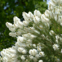 Australischer Teebaum - Bakker