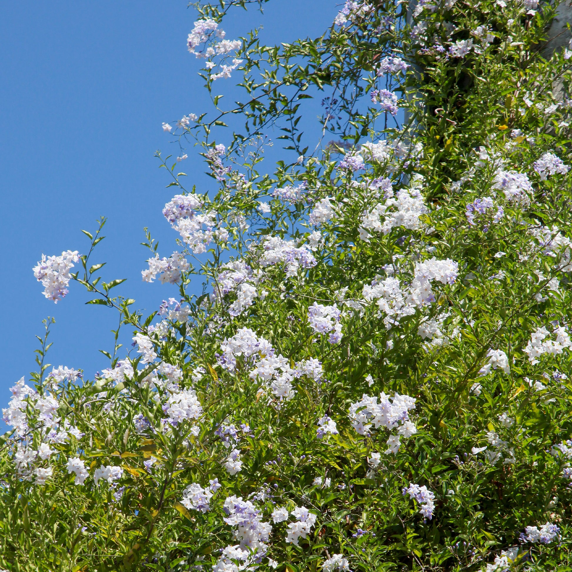 Solanum jasminoides - Jasmin-Nachtschatten (Solanum jasminoides) - Kletterpflanzen