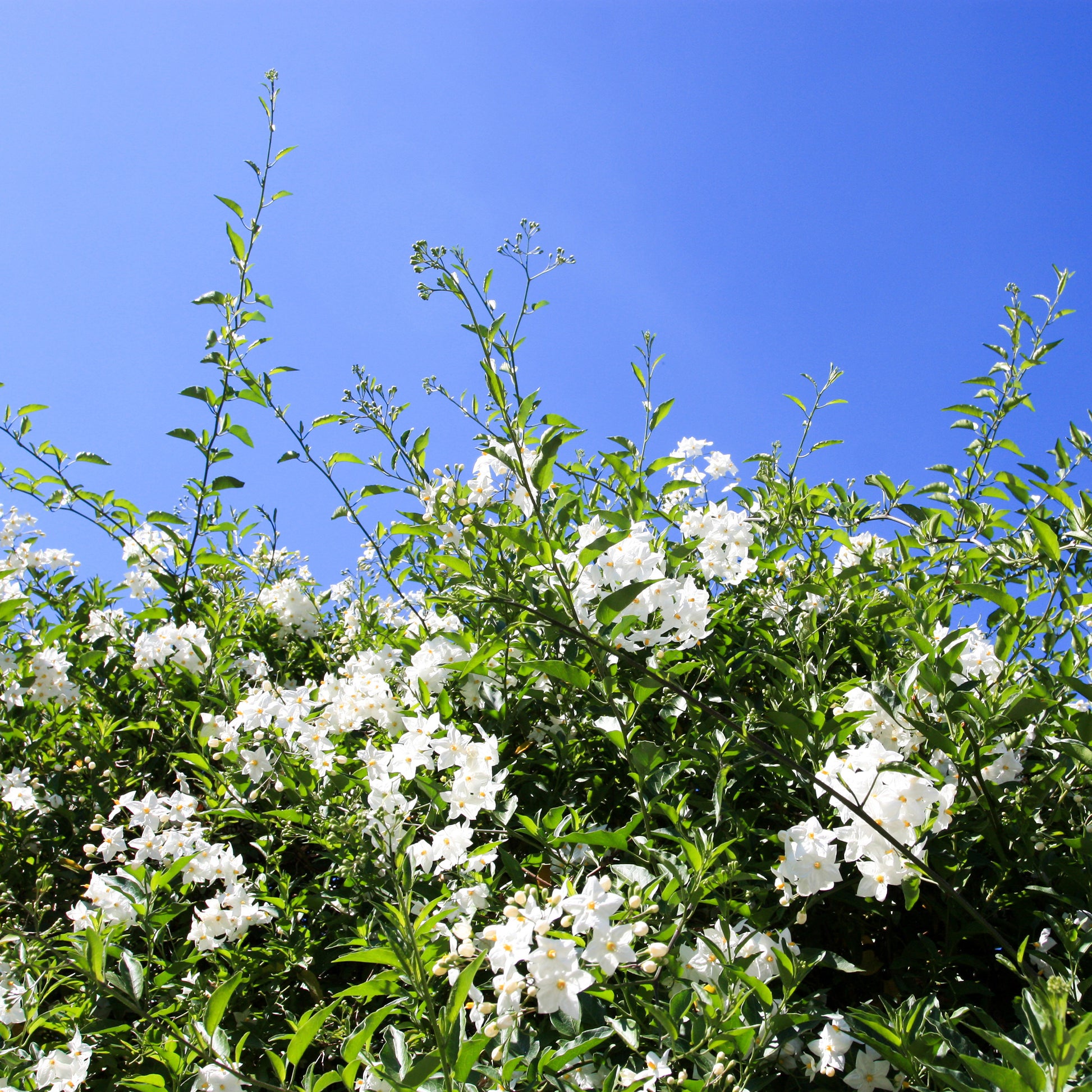 Jasmin-Nachtschatten (Solanum jasminoides) - Solanum jasminoides - Bakker