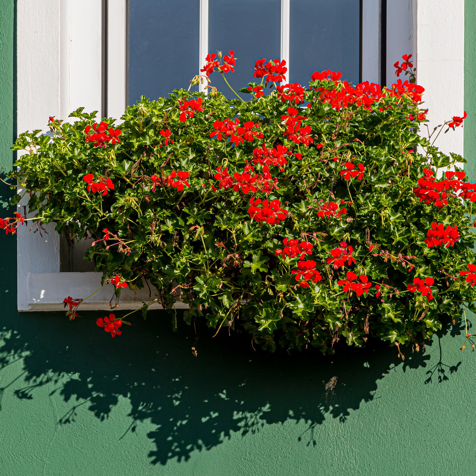 Geranien - Pelargonien - Hängegeranie rot - Pelargonium peltatum