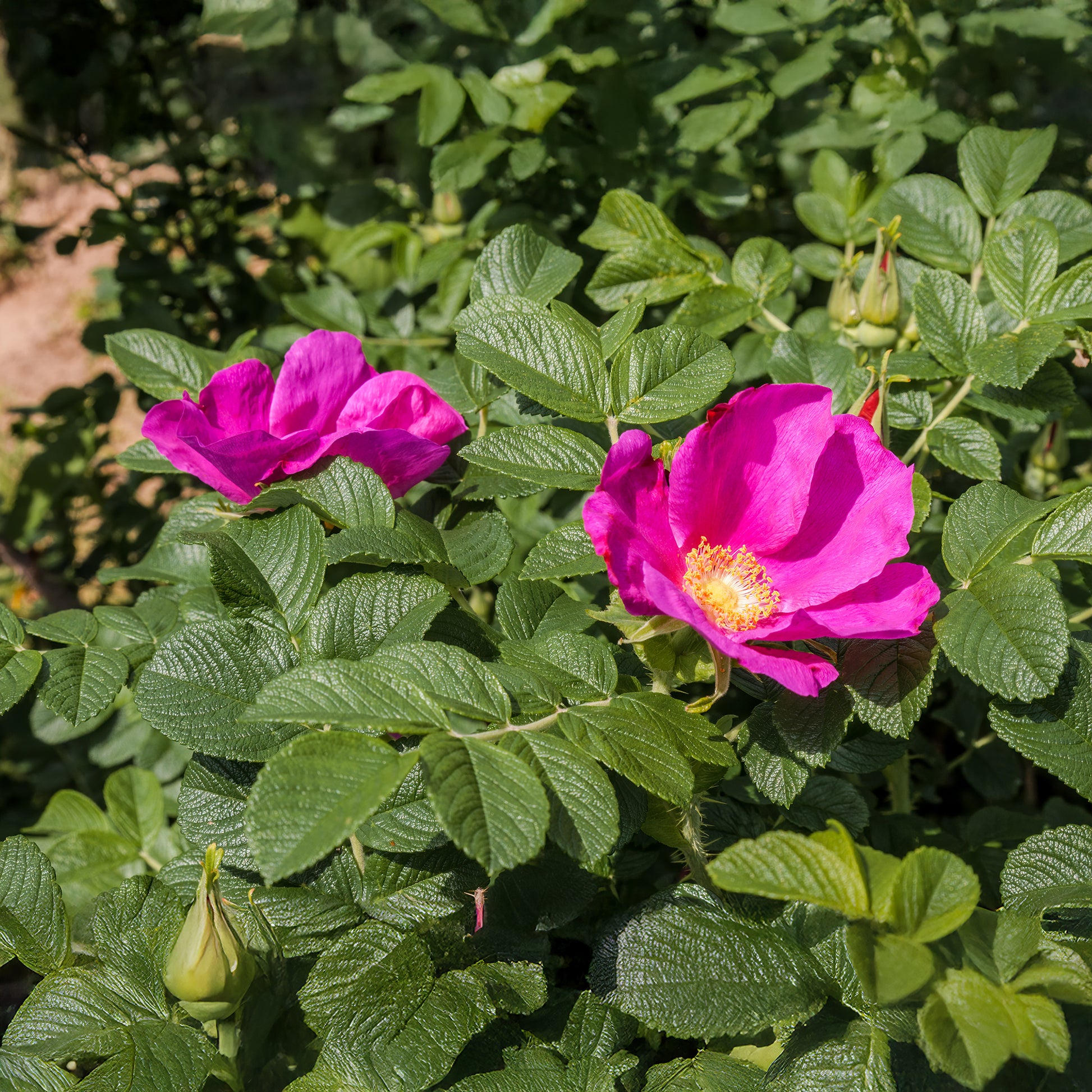 Rosen - Kartoffelrose ‘Rubra’ - Rosa rugosa rubra