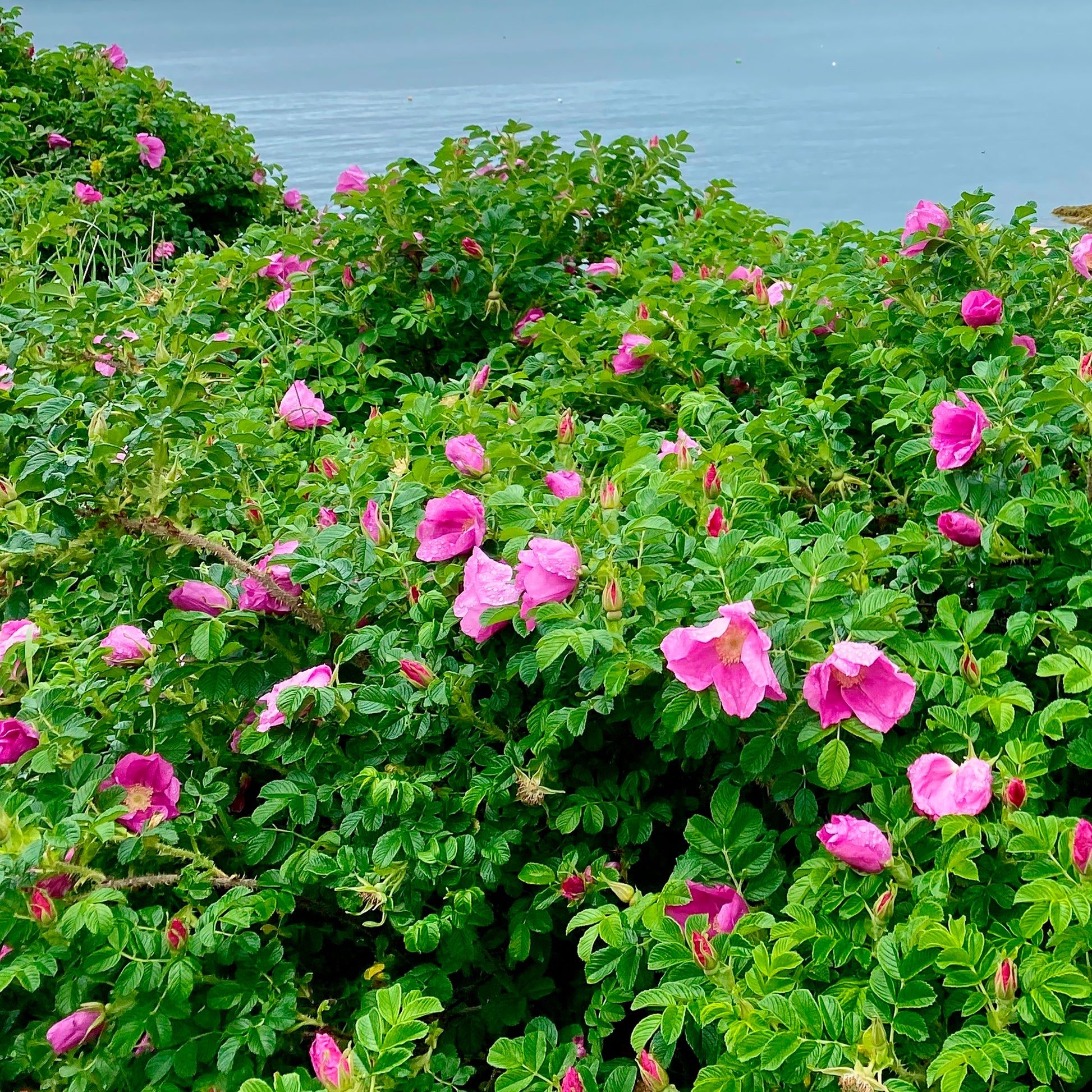 Verkauf Kartoffelrose ‘Rubra’ - Rosa rugosa rubra