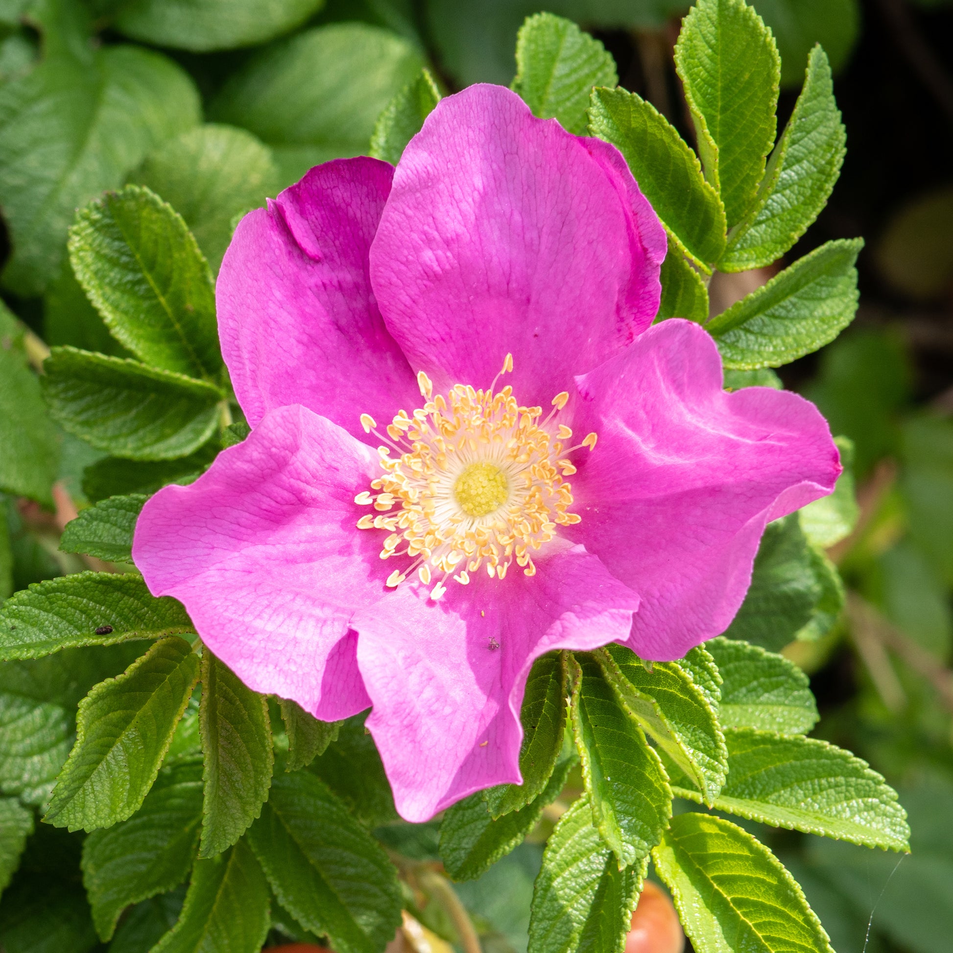 Kartoffelrose ‘Rubra’ - Rosen - Bakker