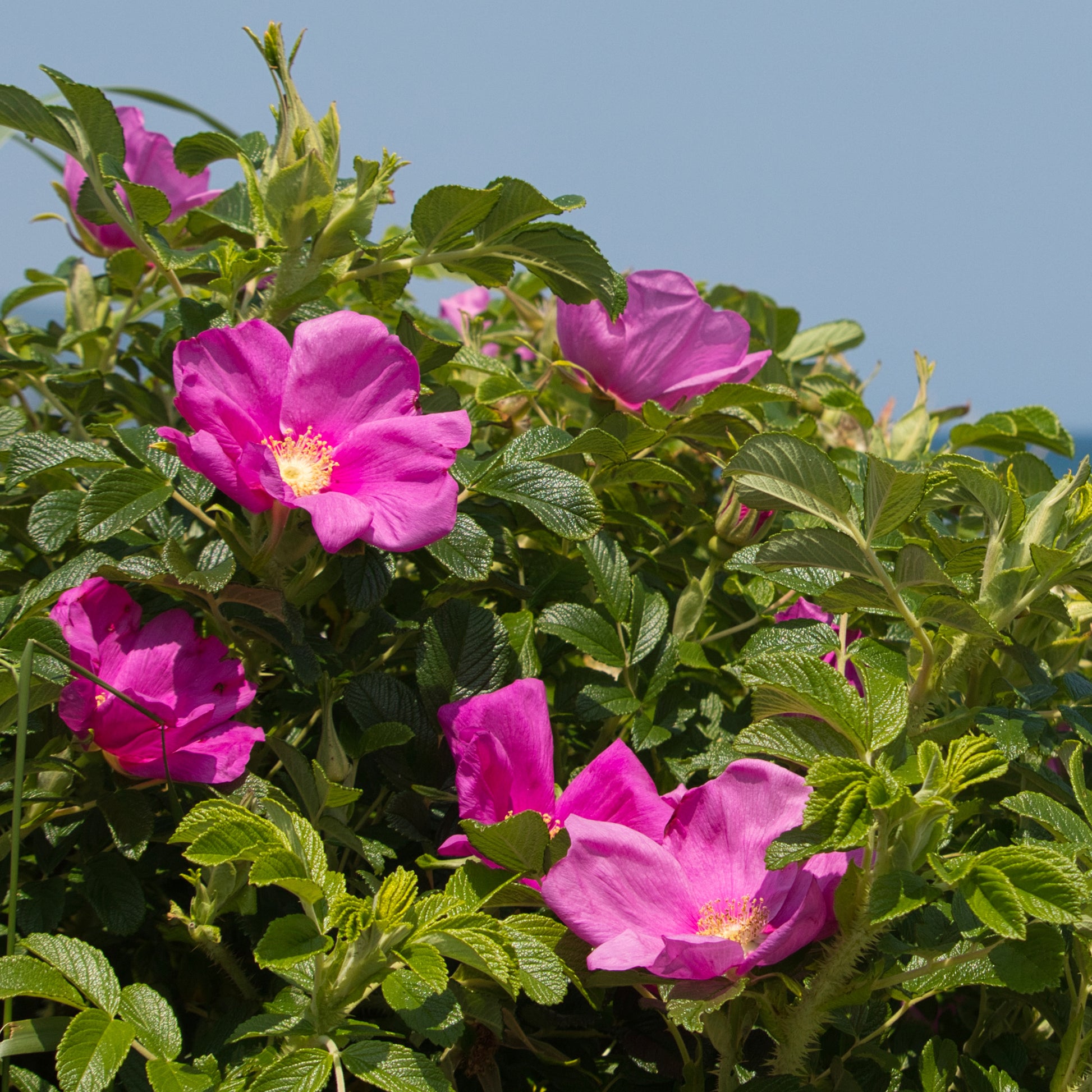 Verkauf Kartoffelrose ‘Rubra’