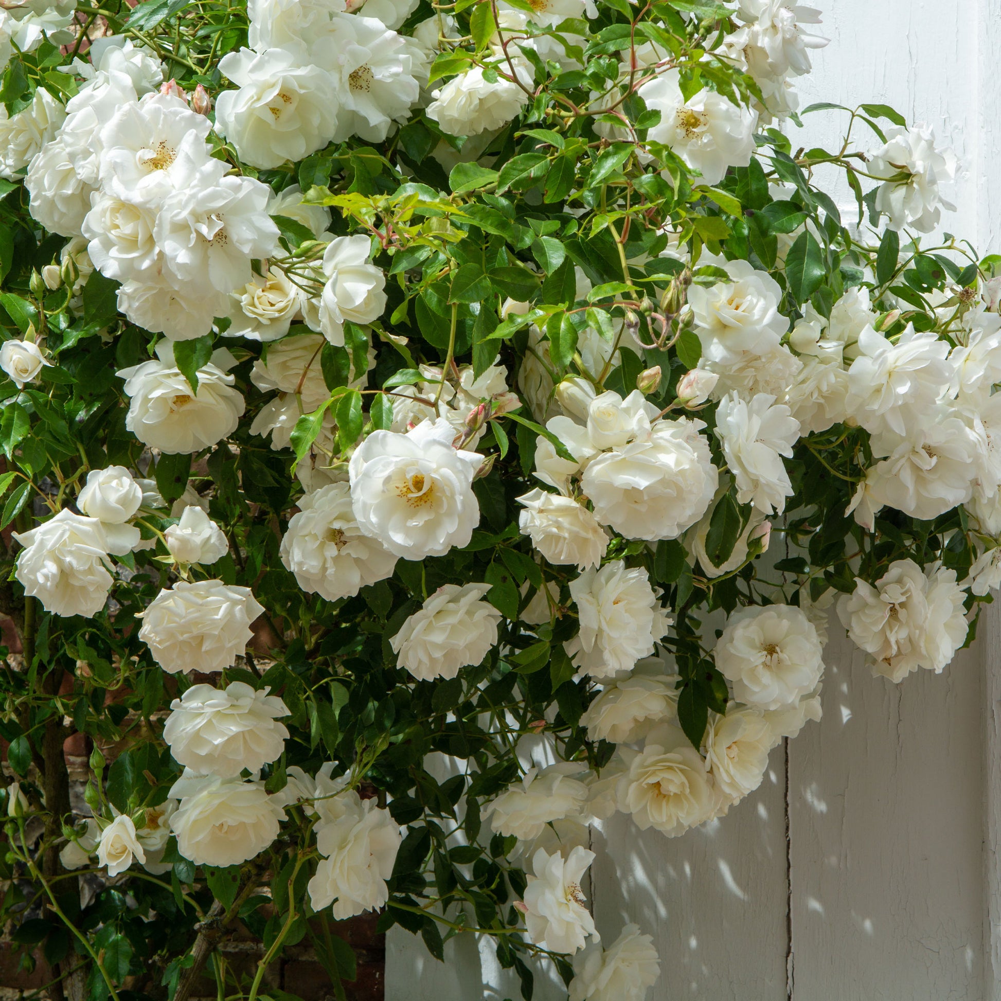 Kletterrose weiß - Rosa - Bakker