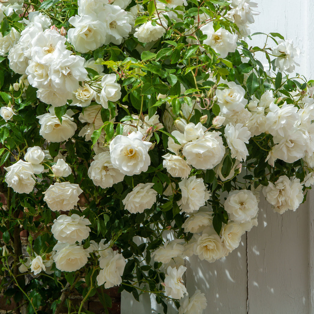 Kletterrose weiß - Rosa - Bakker