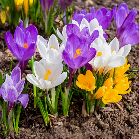 Großblütige Krokusse Mischung (x100) - Bakker