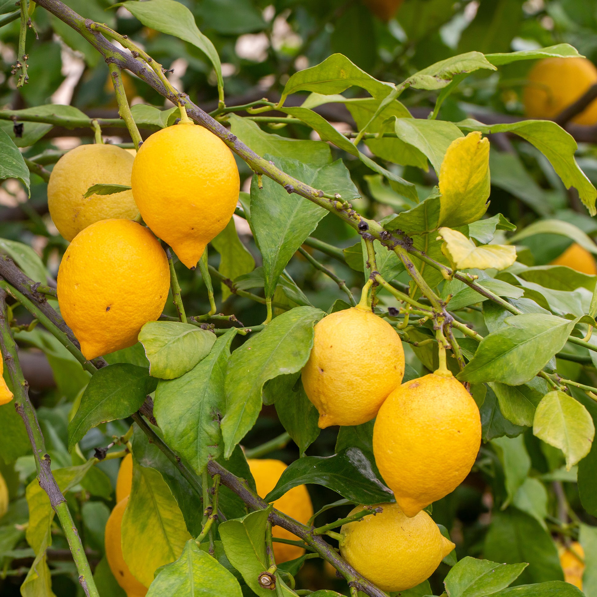 Citrus limon - Zitronenbaum - Zitronenbäume
